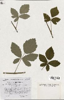 spécimen de Rubus tomentosus