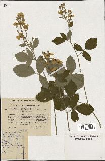 spécimen de Rubus tomentosus