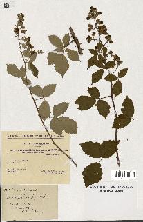 spécimen de Rubus lloydianus