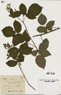 spécimen de Rubus macrostachys