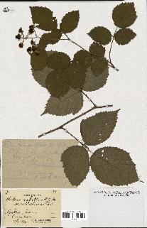 spécimen de Rubus rubellus