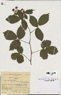 spécimen de Rubus menkei