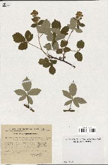 spécimen de Rubus tomentosus