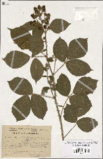 spécimen de Rubus melanoxylon