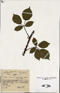 spécimen de Rubus melanoxylon