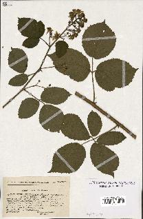 spécimen de Rubus melanoxylon