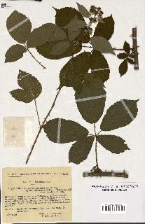 spécimen de Rubus melanoxylon