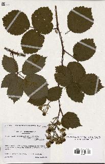 spécimen de Rubus melanoxylon