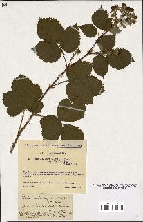 spécimen de Rubus melanoxylon