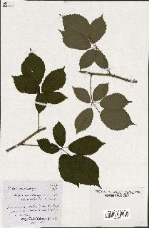 spécimen de Rubus macrostachys