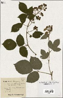 spécimen de Rubus macrostachys