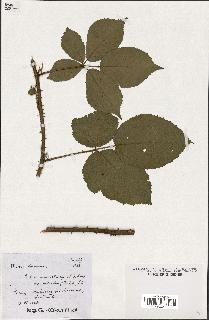 spécimen de Rubus macrostachys