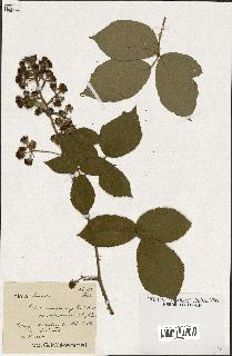 spécimen de Rubus macrostachys