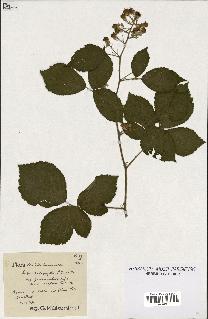 spécimen de Rubus podophyllus