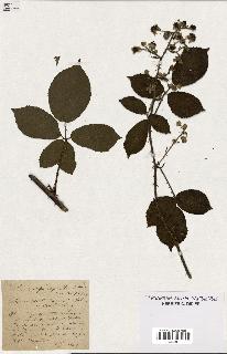 spécimen de Rubus podophyllus