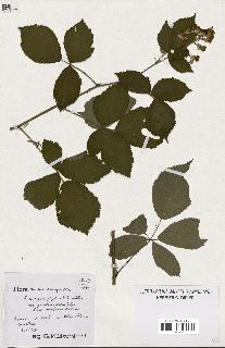 spécimen de Rubus podophyllus