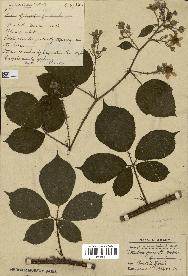 spécimen de Rubus podophyllus