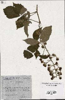 spécimen de Rubus caflischii