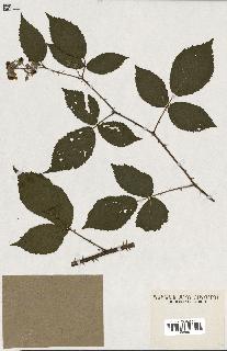 spécimen de Rubus questierii