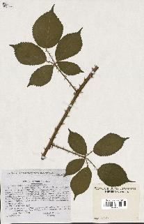 spécimen de Rubus pyramidalis