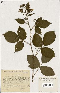 spécimen de Rubus pyramidalis