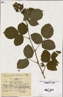 spécimen de Rubus pyramidalis