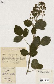 spécimen de Rubus pyramidalis