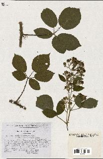 spécimen de Rubus pyramidalis