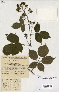 spécimen de Rubus pyramidalis