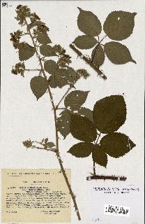 spécimen de Rubus pyramidalis