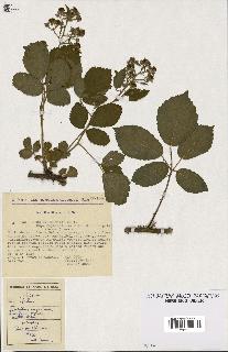 spécimen de Rubus pyramidalis