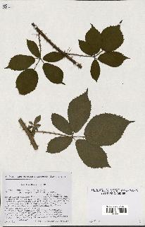 spécimen de Rubus pyramidalis