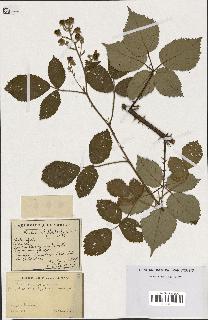 spécimen de Rubus phyllostachys