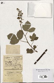 spécimen de Rubus goniophyllus