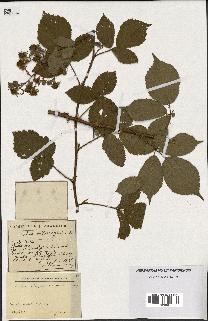 spécimen de Rubus vallisparsus