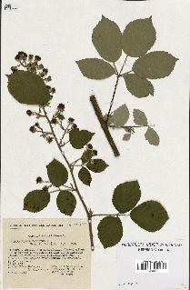 spécimen de Rubus vestitus