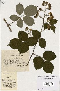 spécimen de Rubus vestitus