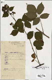 spécimen de Rubus podophyllus