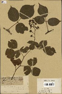 spécimen de Rubus hirtus