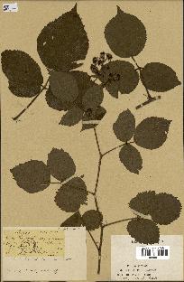 spécimen de Rubus hirtus