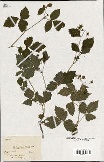 spécimen de Rubus hirtus