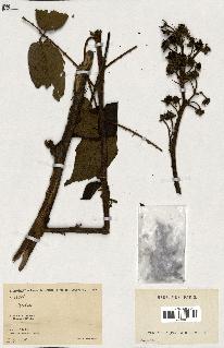 spécimen de Rubus sp.