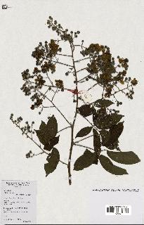 spécimen de Rubus robustus