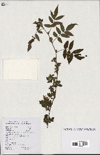 spécimen de Rubus rosaefolius