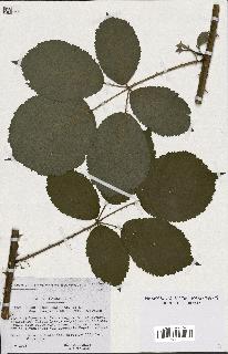 spécimen de Rubus rhamnifolius