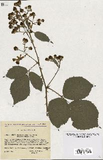 spécimen de Rubus rhamnifolius