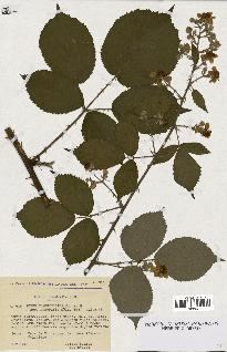 spécimen de Rubus rhamnifolius