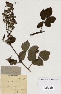 spécimen de Rubus procerus