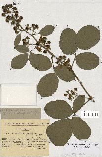 spécimen de Rubus macrostachys