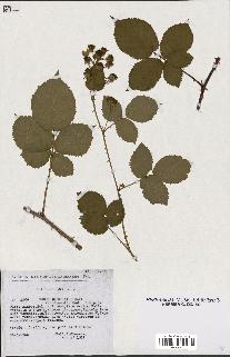 spécimen de Rubus imbricatus